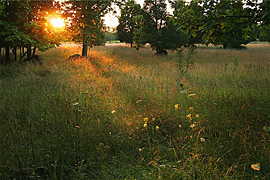 One of Gettysburg’s historic fields.